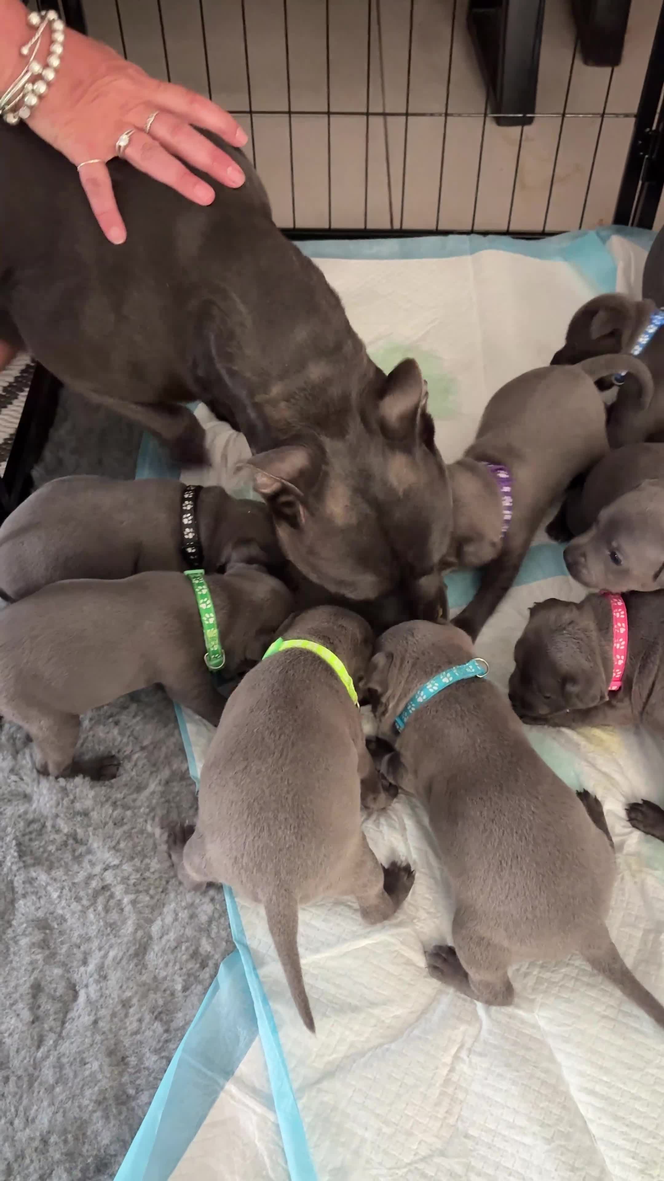 Staffordshire Bull Terrier dogs for sale: Blue Staffordshire Bull Terriers  - Video 2