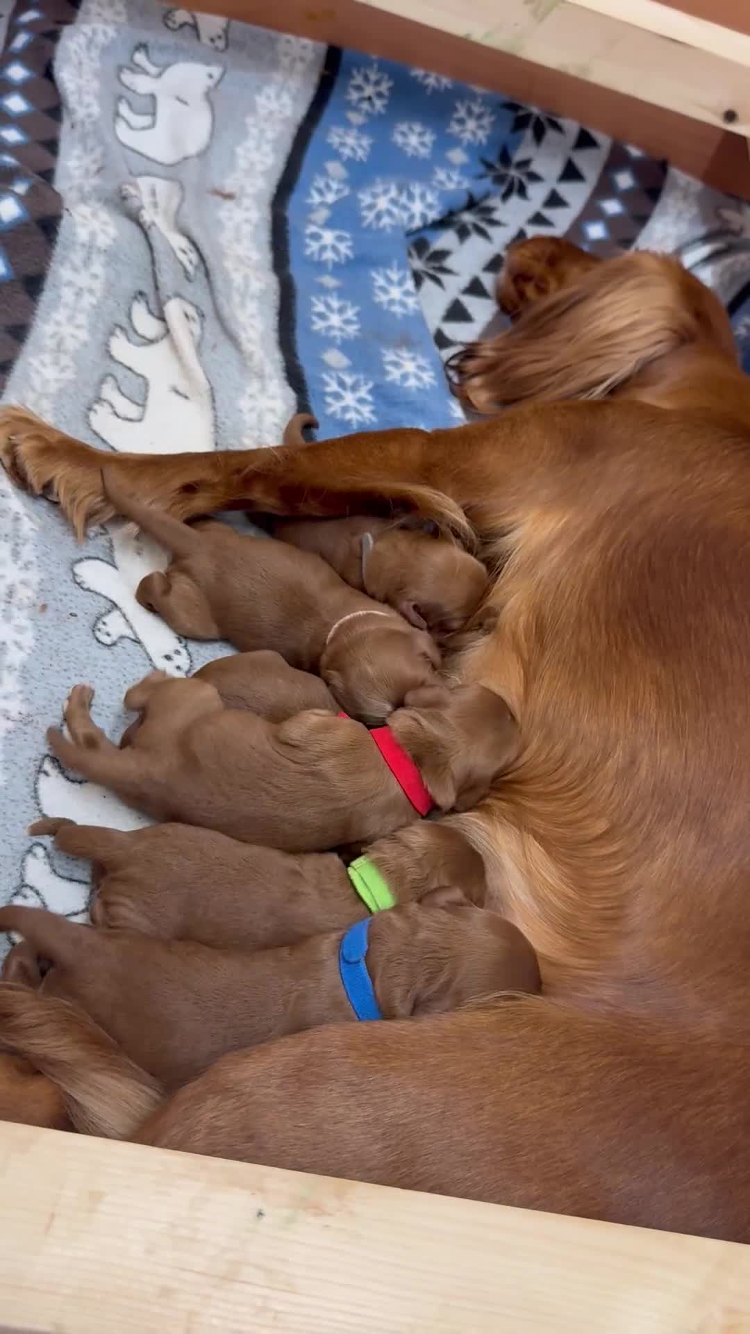 Cockapoo dogs for sale: Beautiful Deep Red Cockerpoo Litter Health Checked - Video 1