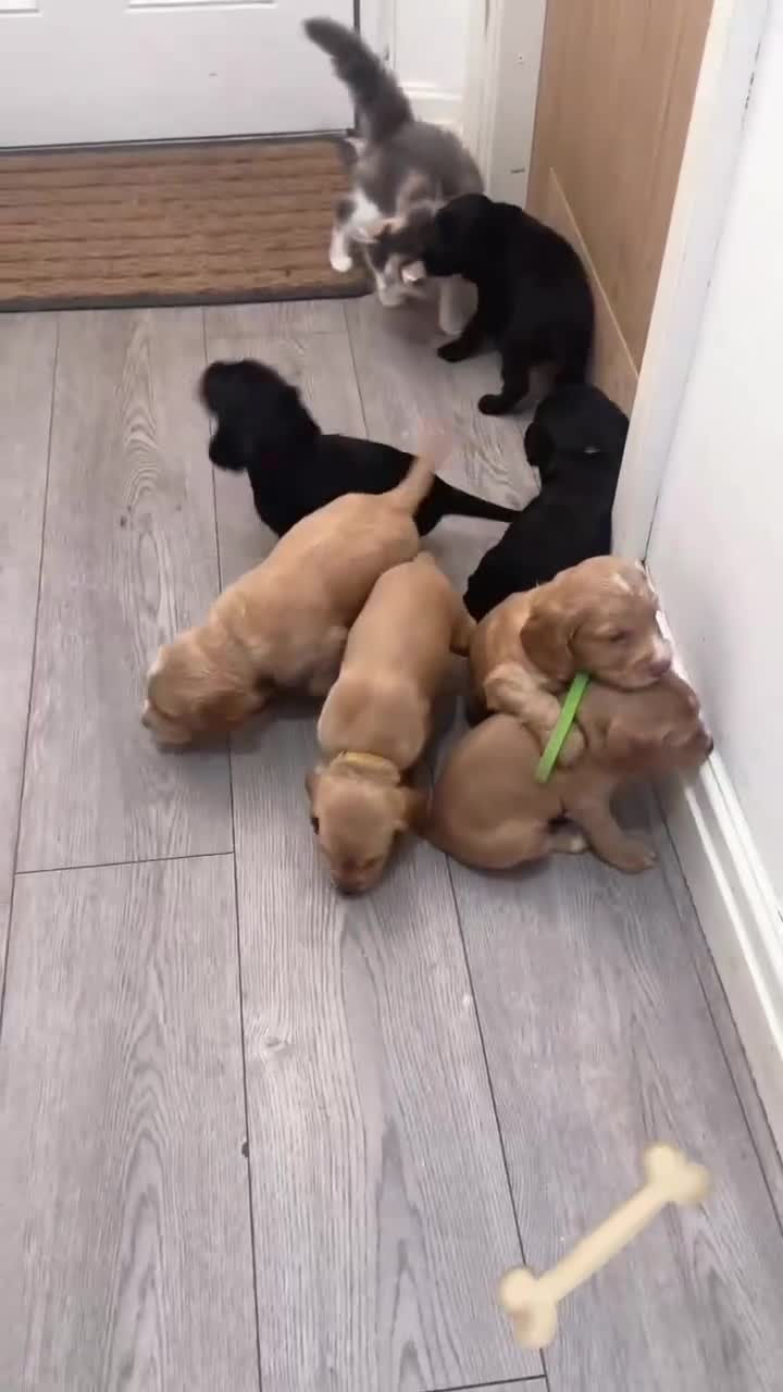 Mixed Breed dogs for sale: Cocker spaniel x labrador xEngland spring spaniel  - Video 2
