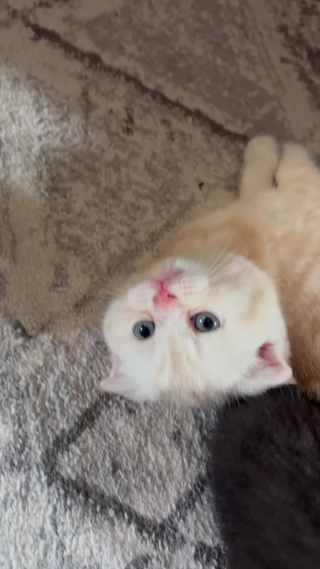Scottish Fold cats for sale: 🐾Last Boy looking for his new lovely home - Video 5