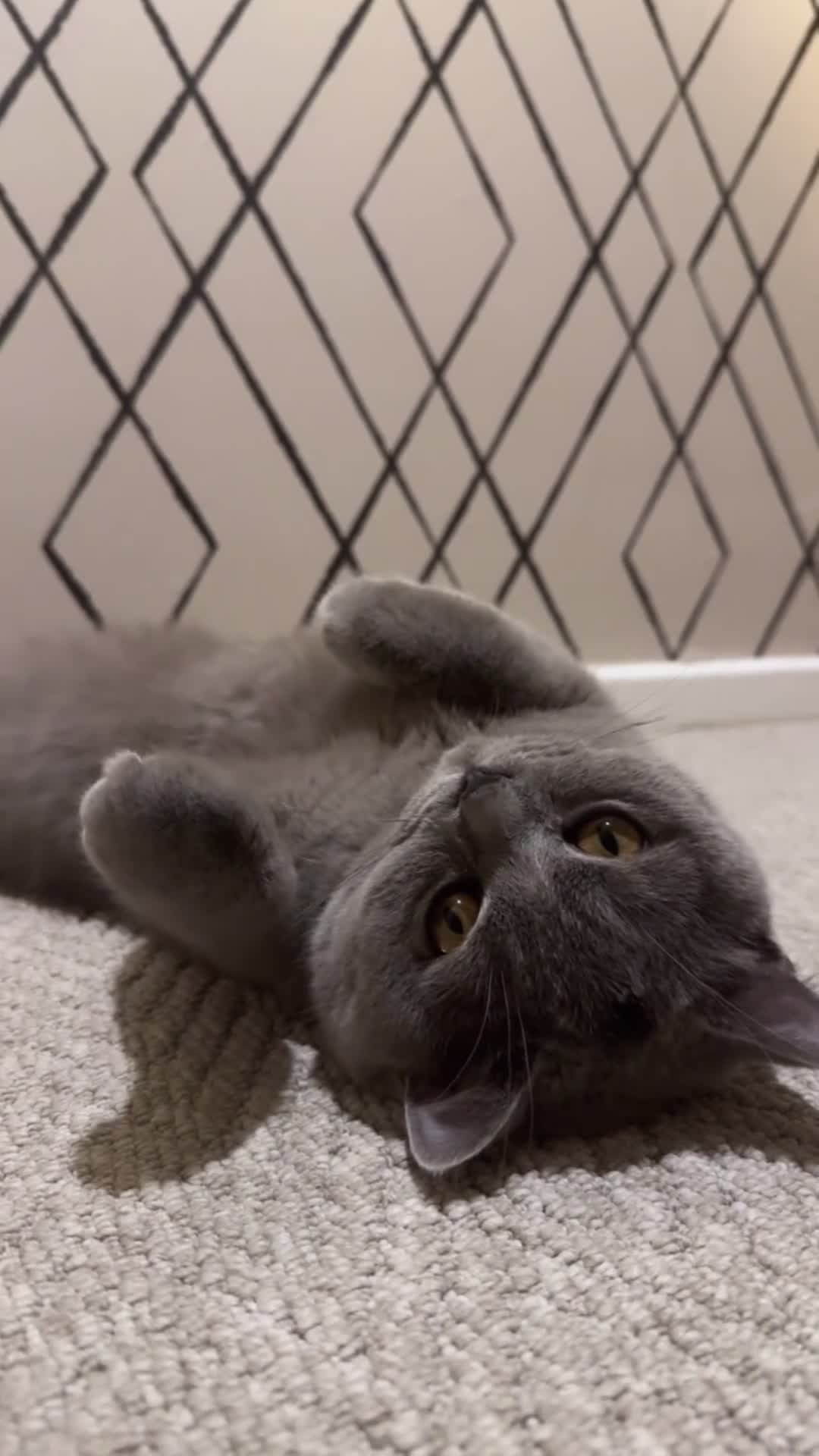 British Shorthair cats for sale: Mochi  in Smethwick - Video 1