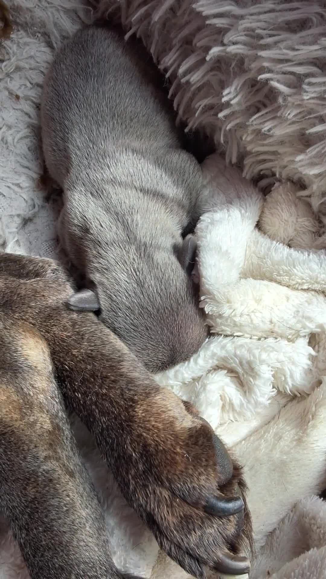 French Bulldog dogs for sale: Blue FrenchBulldog Puppies 3 Generations of Health - Video 3