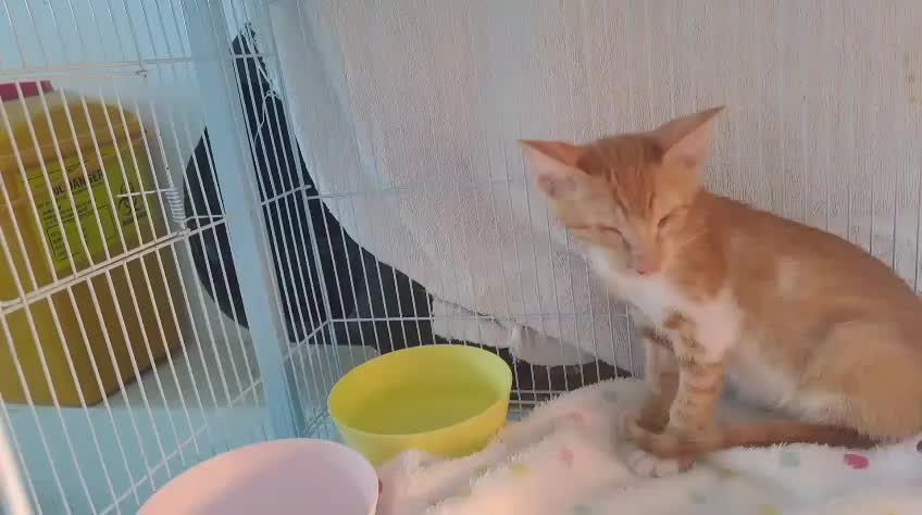 Mixed Breed cats for adoption: WE FIUND 2 BLIND KITTENS- CAN WE FIND ADOPTERS ??? - Video 4