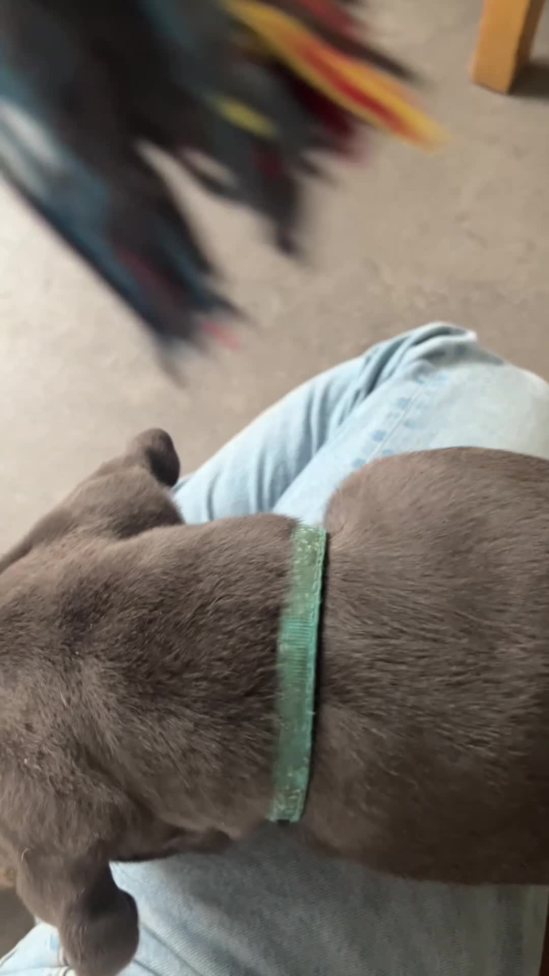 Cane Corso dogs for sale: Exceptional Full Pedigree Cane Corso Puppies - Video 1