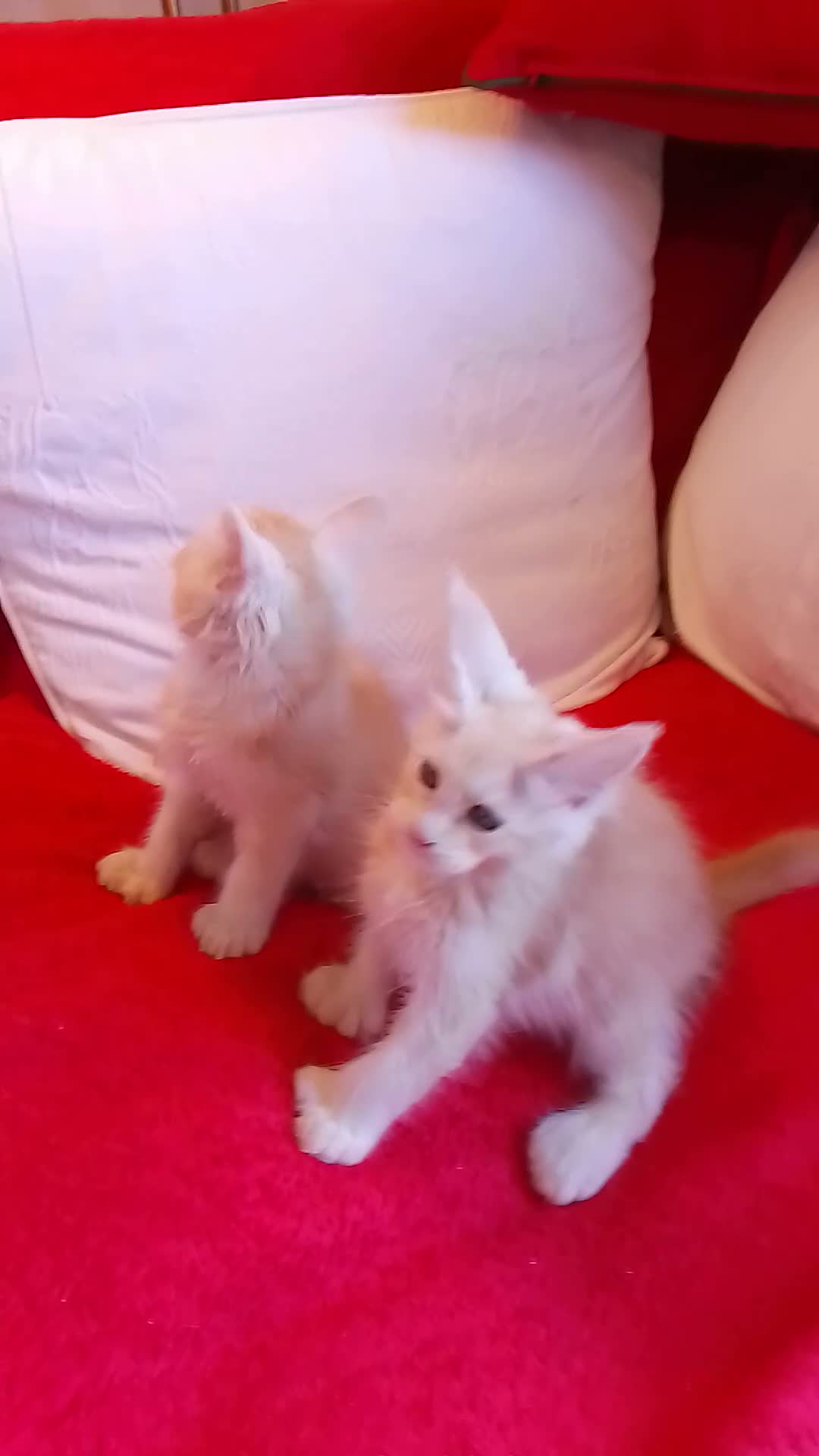 Maine Coon cats for sale: HCM/PKDef/SMA clear TICA polys/non poly silvers  - Video 2