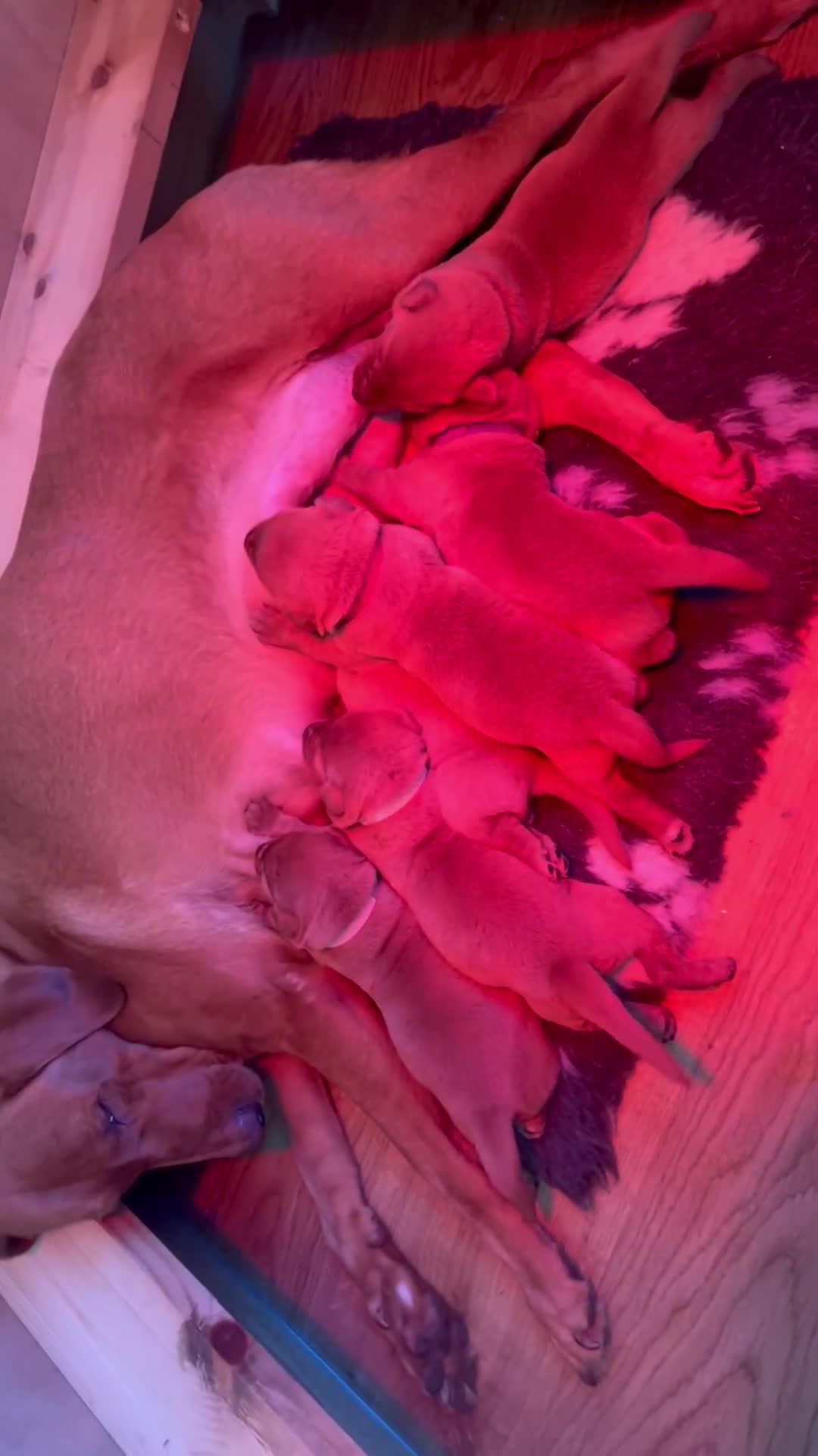 Labrador Retriever dogs for sale: KC Fox Red Labrador puppies - Video 2