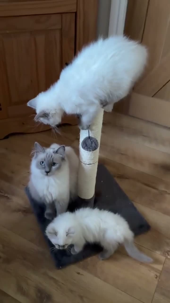 Ragdoll cats for sale: Beautiful Pure Ragdoll kittens - Video 1