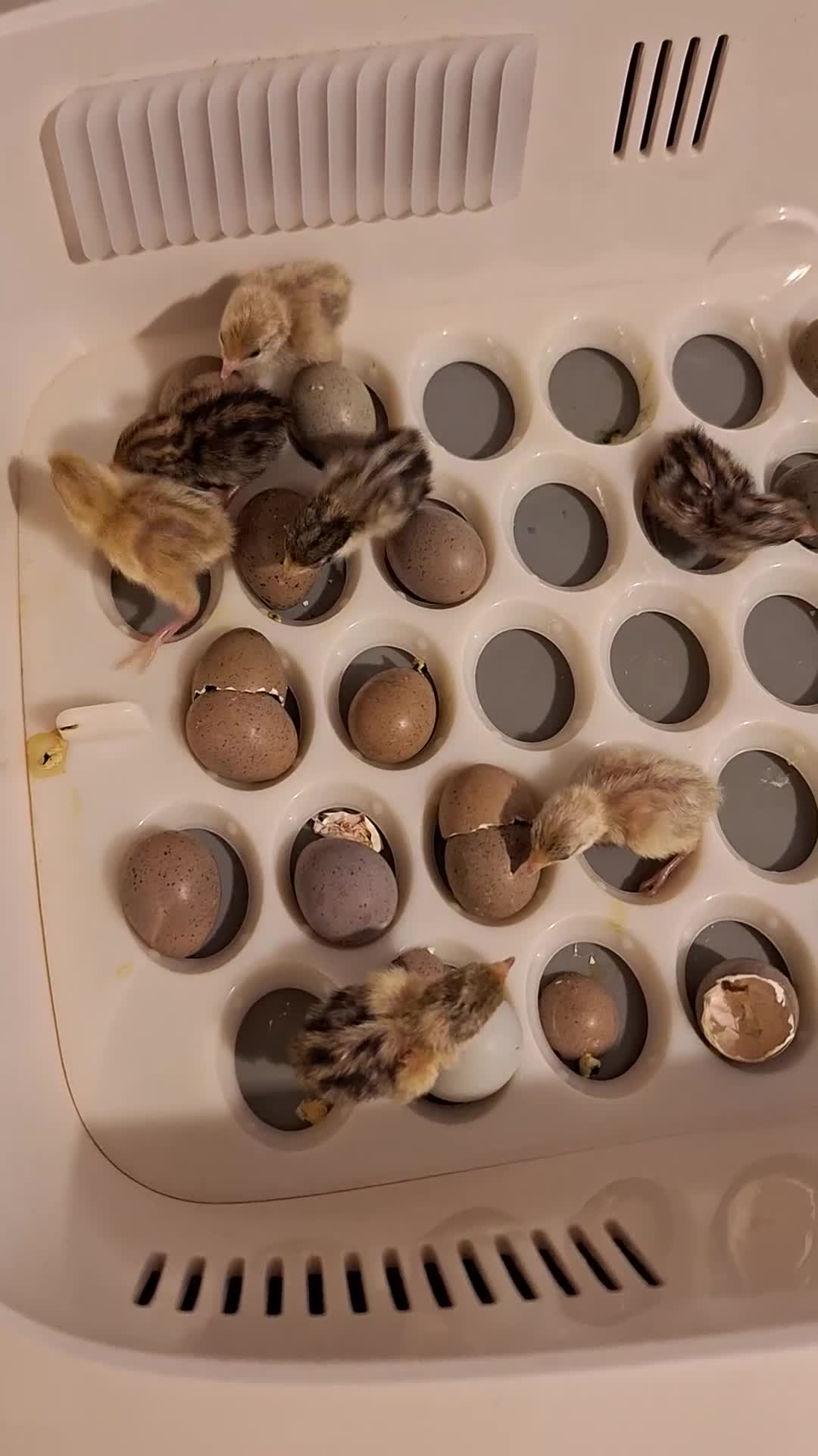 Quail poultry for sale: Sparkly Italian Quails - Video 1