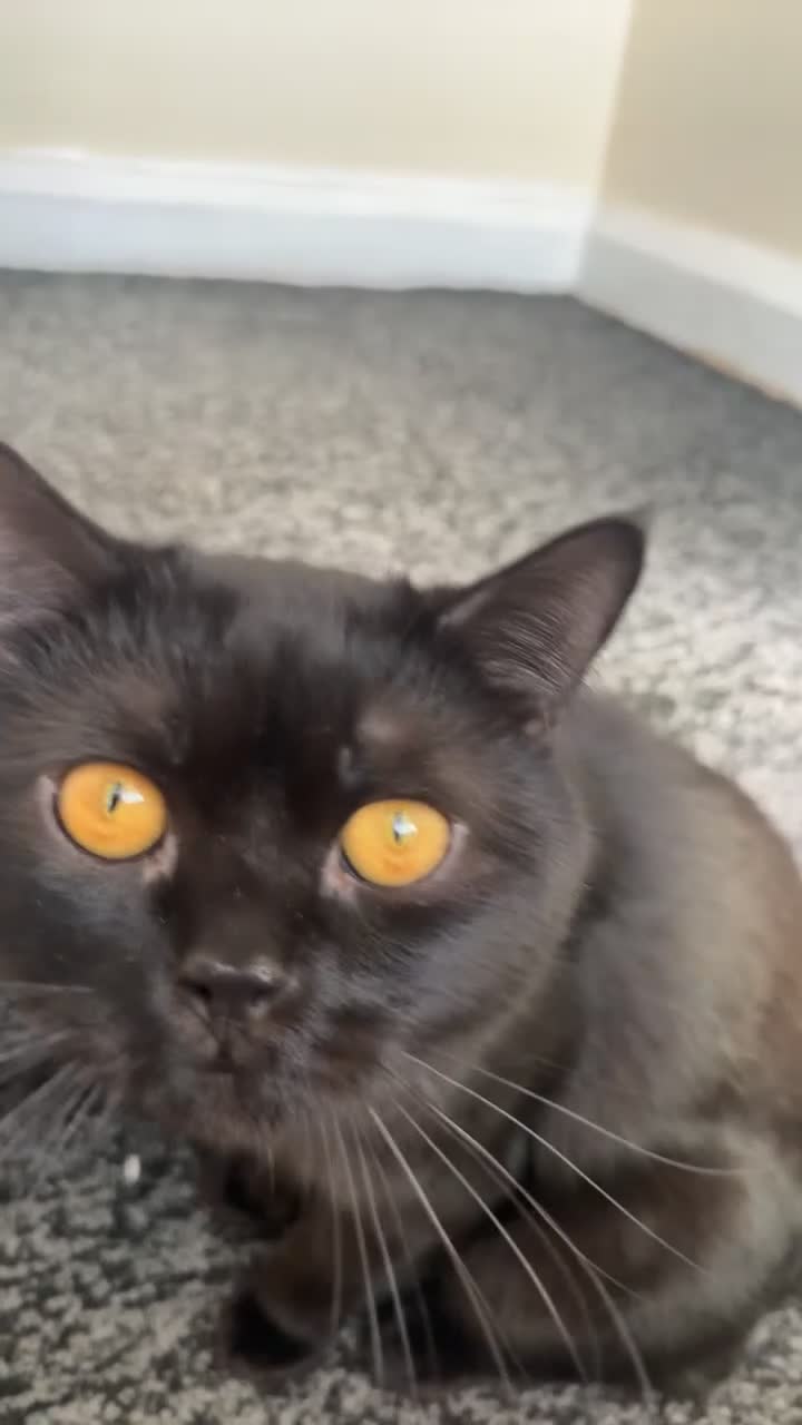 British Shorthair cats for sale: Panda  - Video 1