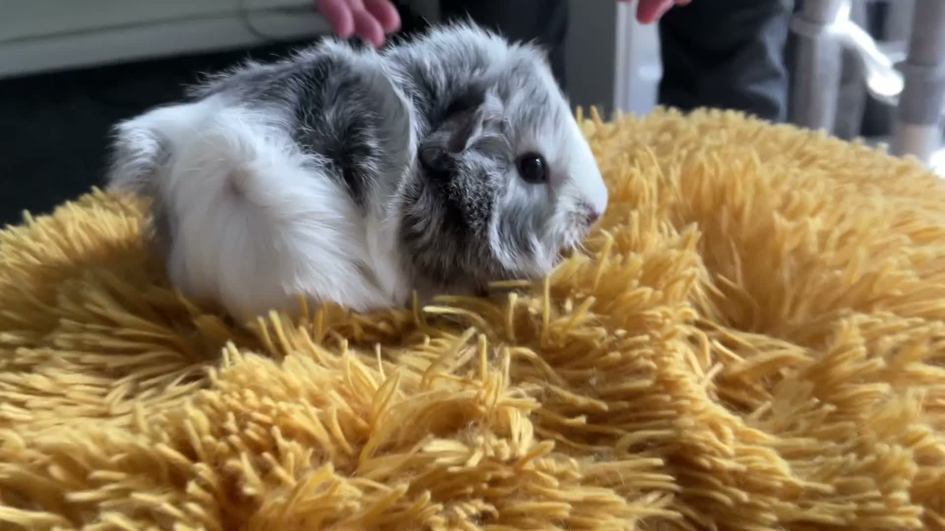 Guinea Pig rodents for sale: Georgeous Piggles - Video 1