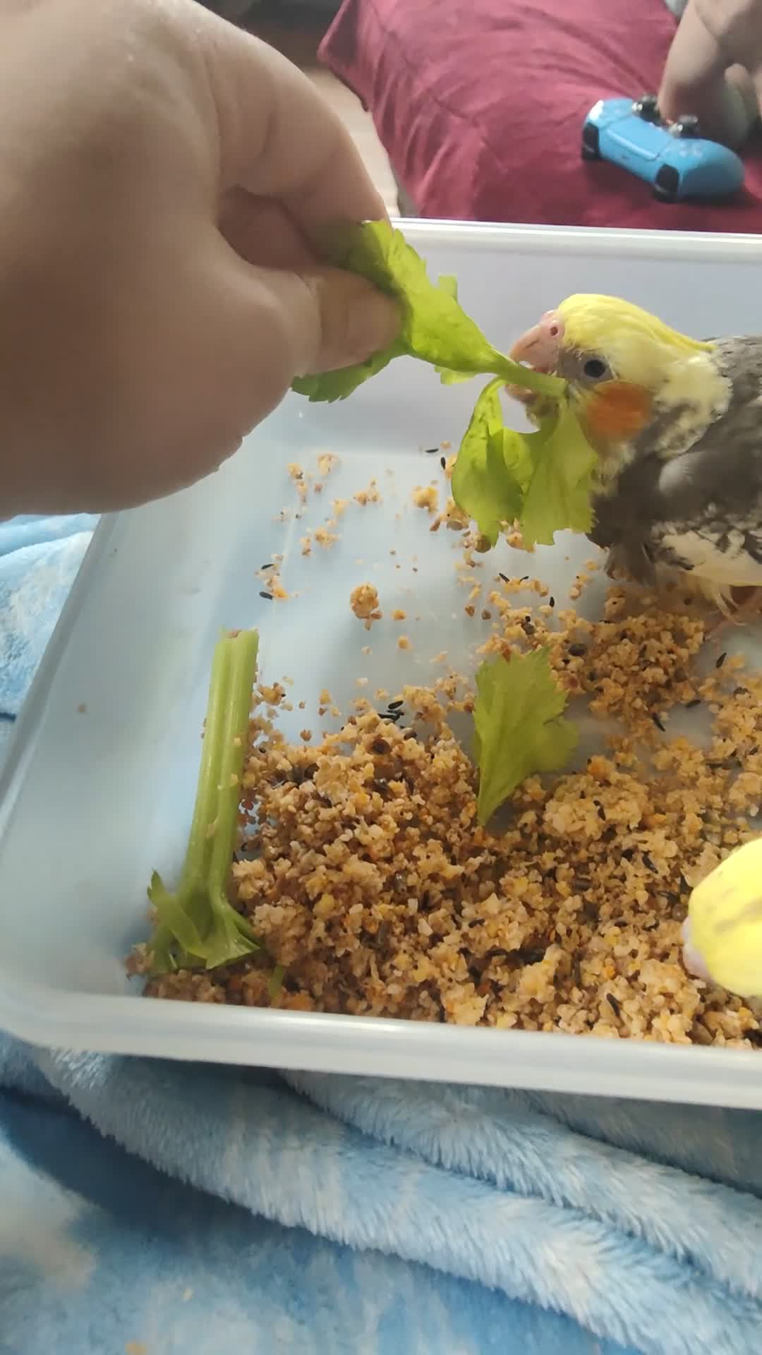 Cockatiels birds for sale: Cockatiels Hand reared fully tame and lovely birds in Alford - Video 3