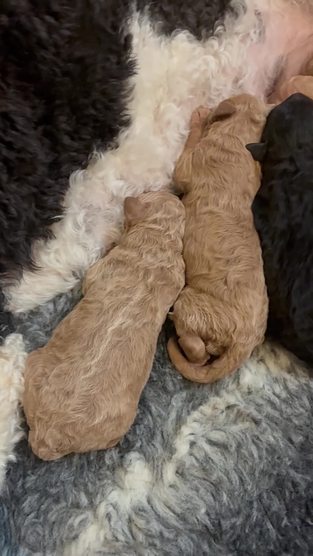 Standard Poodle dogs for sale: Beautiful KC Registered Standard Poodle Puppies - Video 1