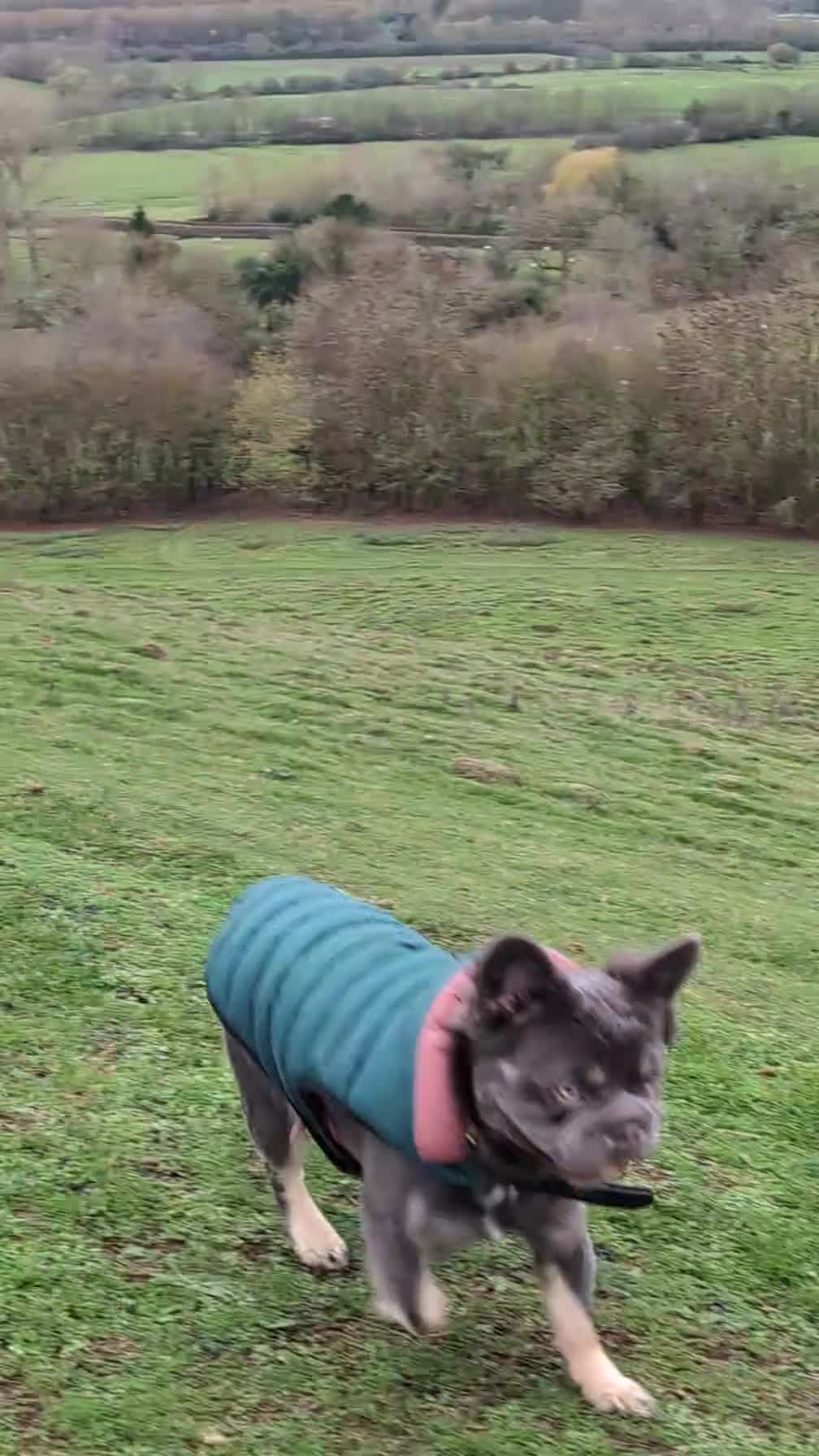 French Bulldog dogs for stud: Fluffy  **  frenchie available for stud - Video 2