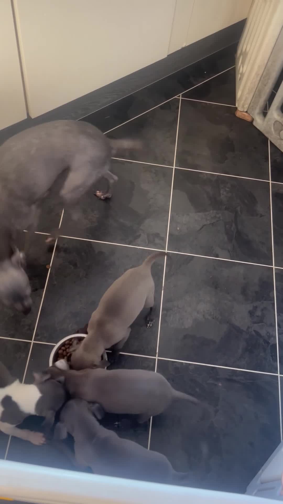 Italian Greyhound dogs for sale: Boy and girl available  - Video 1