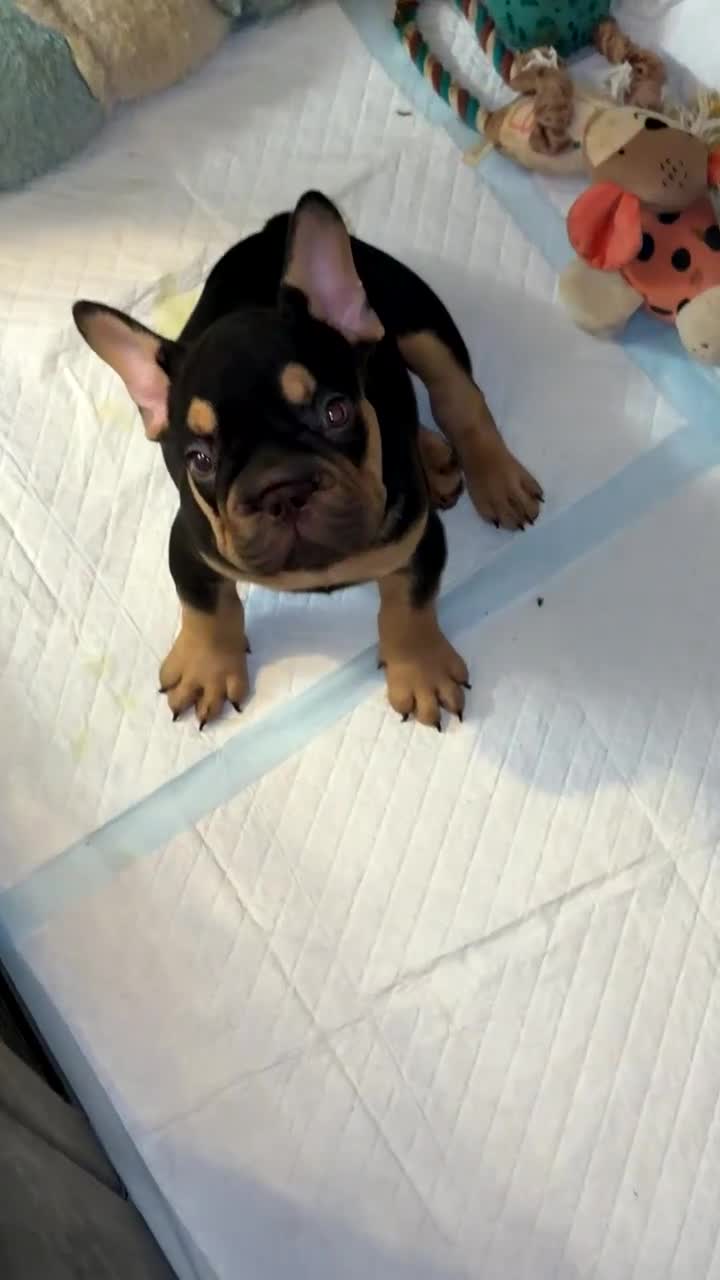 French Bulldog dogs for sale: French bulldog  - Video 1