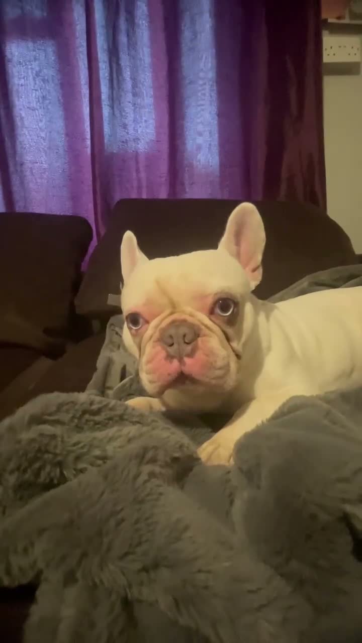 French Bulldog dogs for sale: BlueEyed Hugo 💙 in Grimsby - Video 2