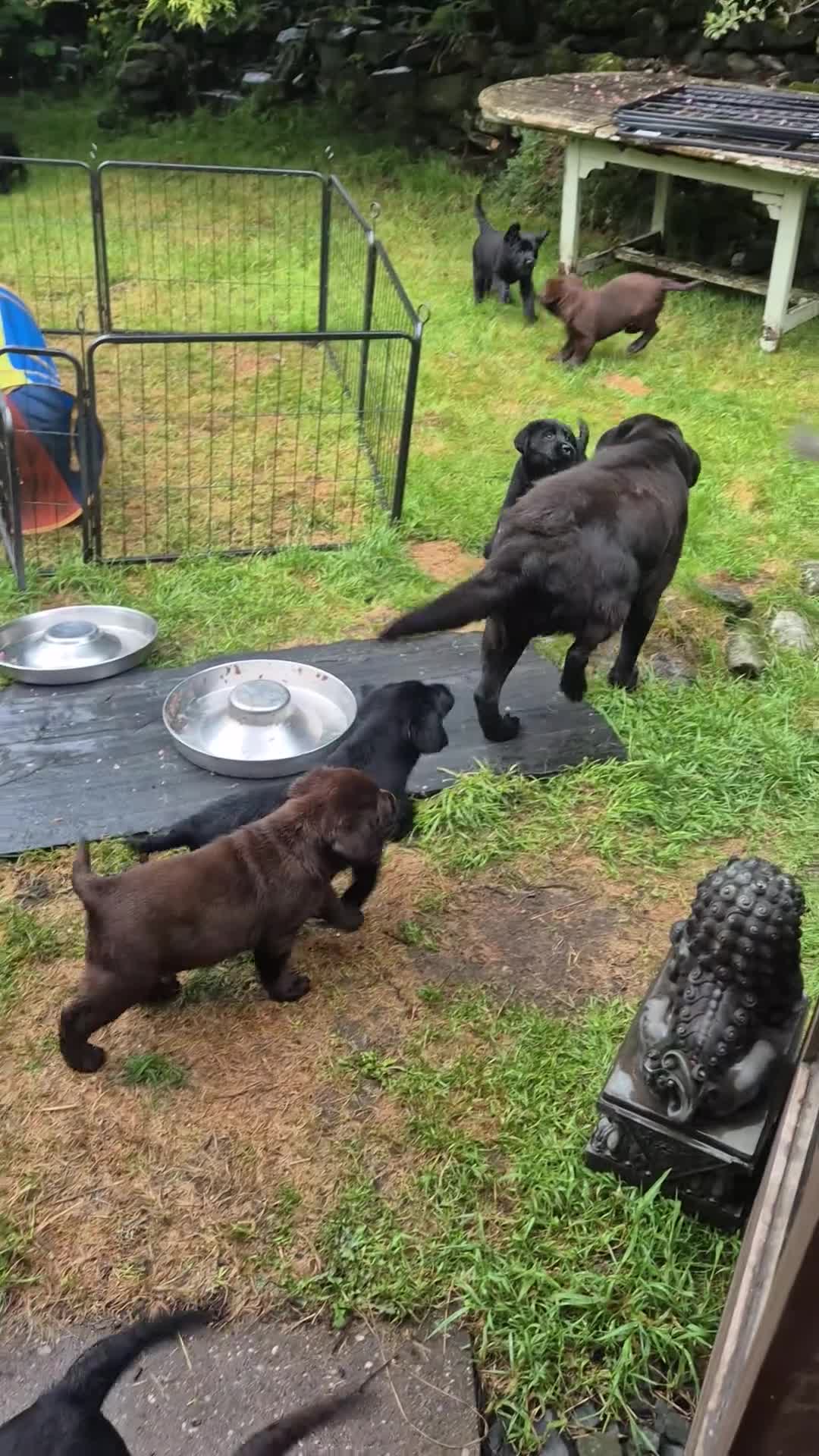 Labrador Retriever dogs for sale: KC Reg Black Labrador Puppies - Ready to Go! - Video 1