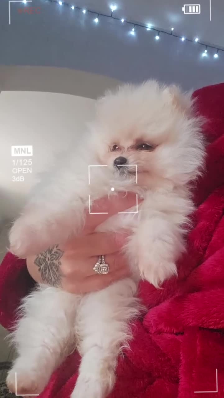 Pomeranian dogs for sale: Beautiful pomeranians  - Video 1