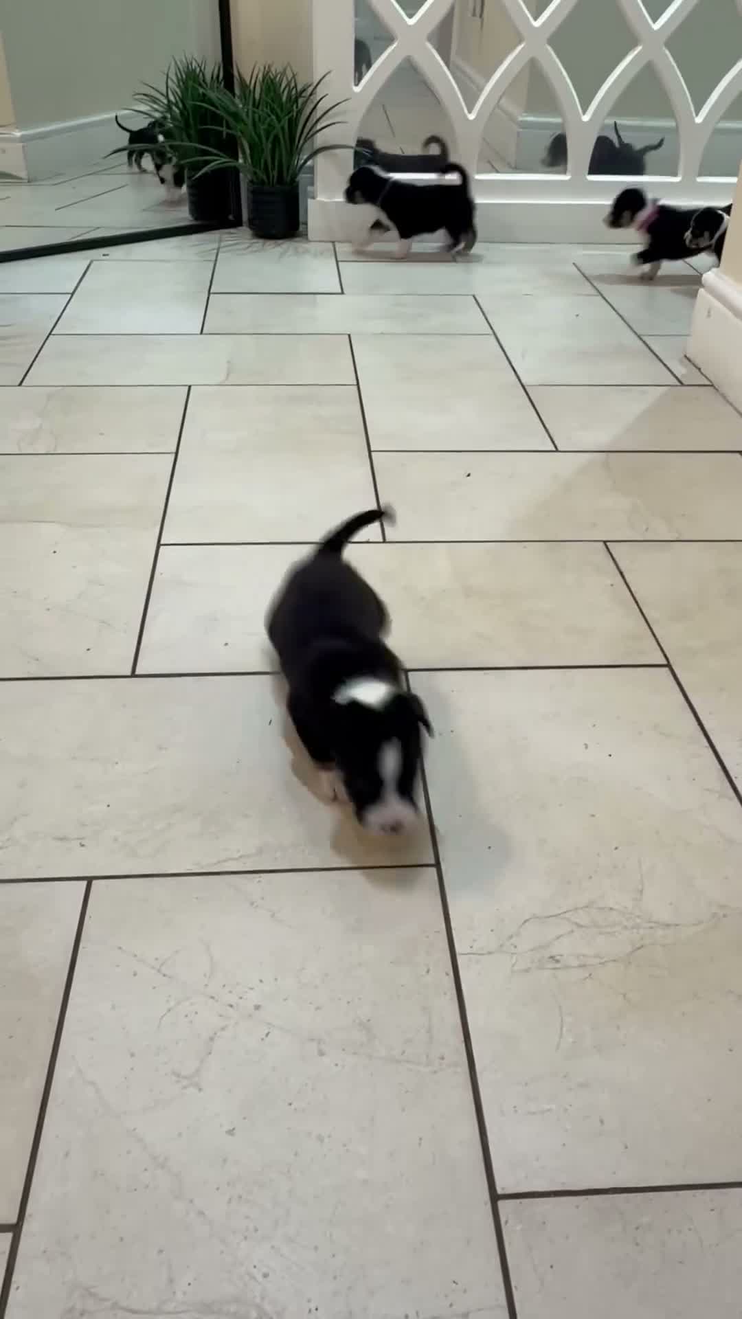 Mixed Breed dogs for sale: 🐾BULLDOG X BORDER COLLIE PUPPIES - Video 1