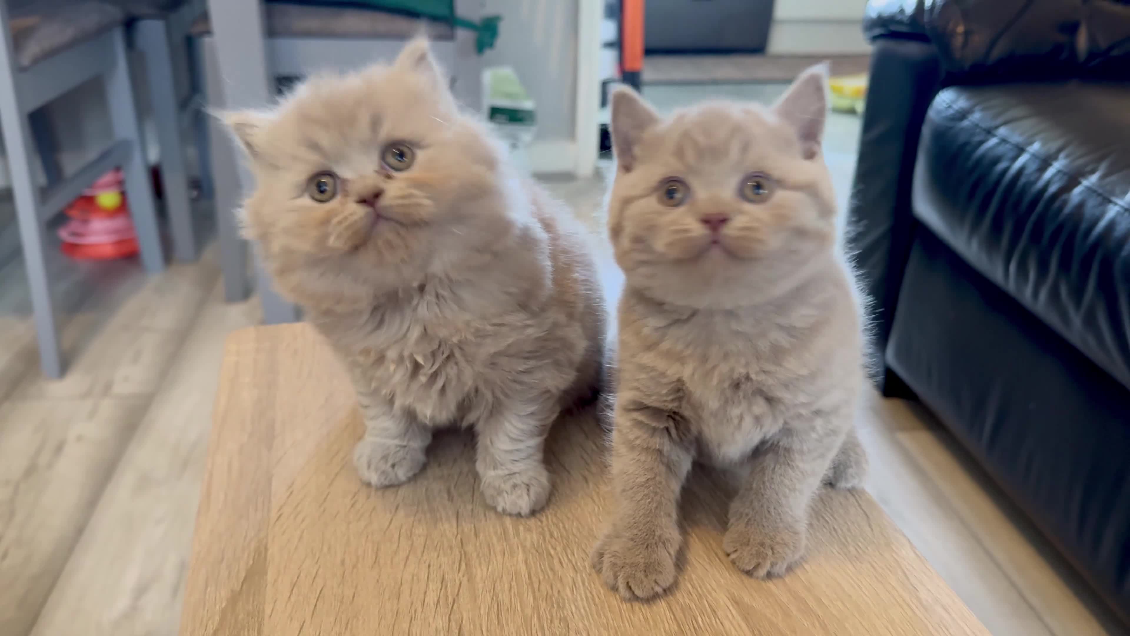 British Shorthair cats for sale: ALL RESERVED- 100% Pedigree GCCF BSH Kitten 🐾  - Video 3