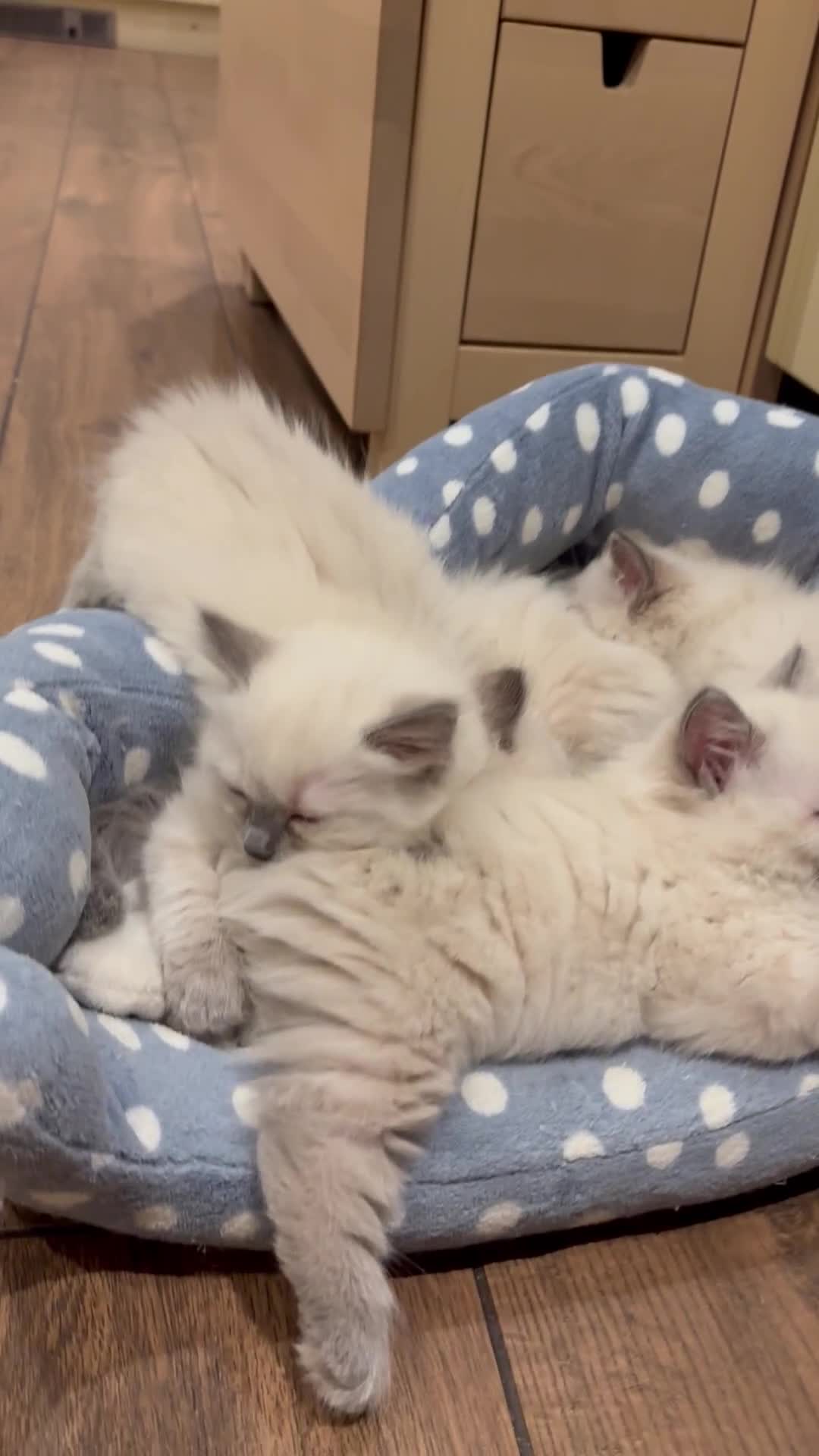 Ragdoll cats for sale: 3 Left! Gorgous blue point girls available🐾 - Video 2