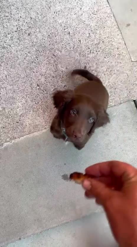 Sprocker dogs for sale: Sprocker spaniel pup - Video 1