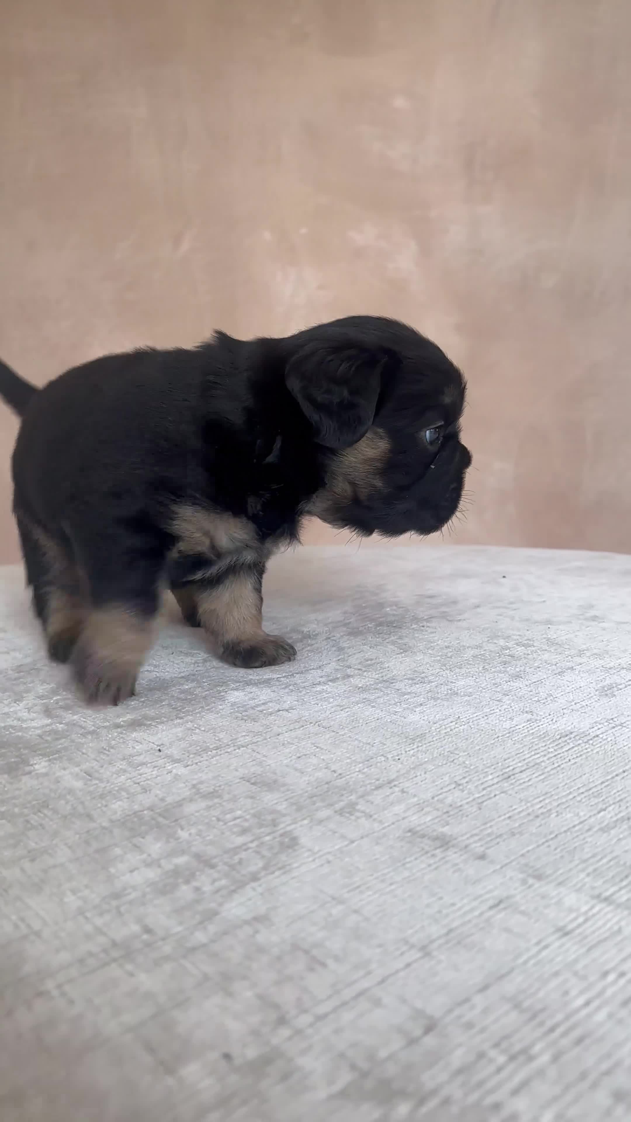 French Bulldog dogs for sale: Fluffy Frenchies - Video 3