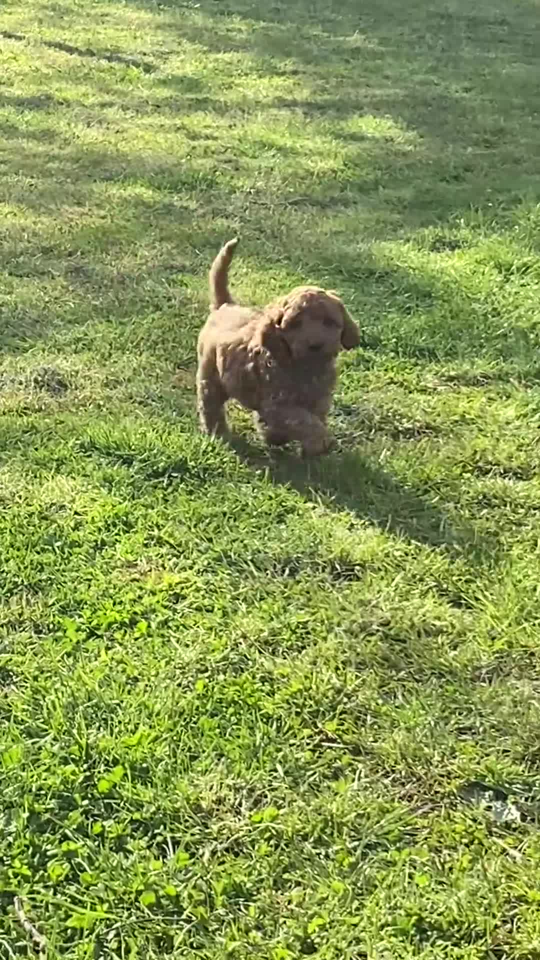 Cockapoo dogs for sale: 1 Boy left - Fully vaccinated & ready to go  - Video 4