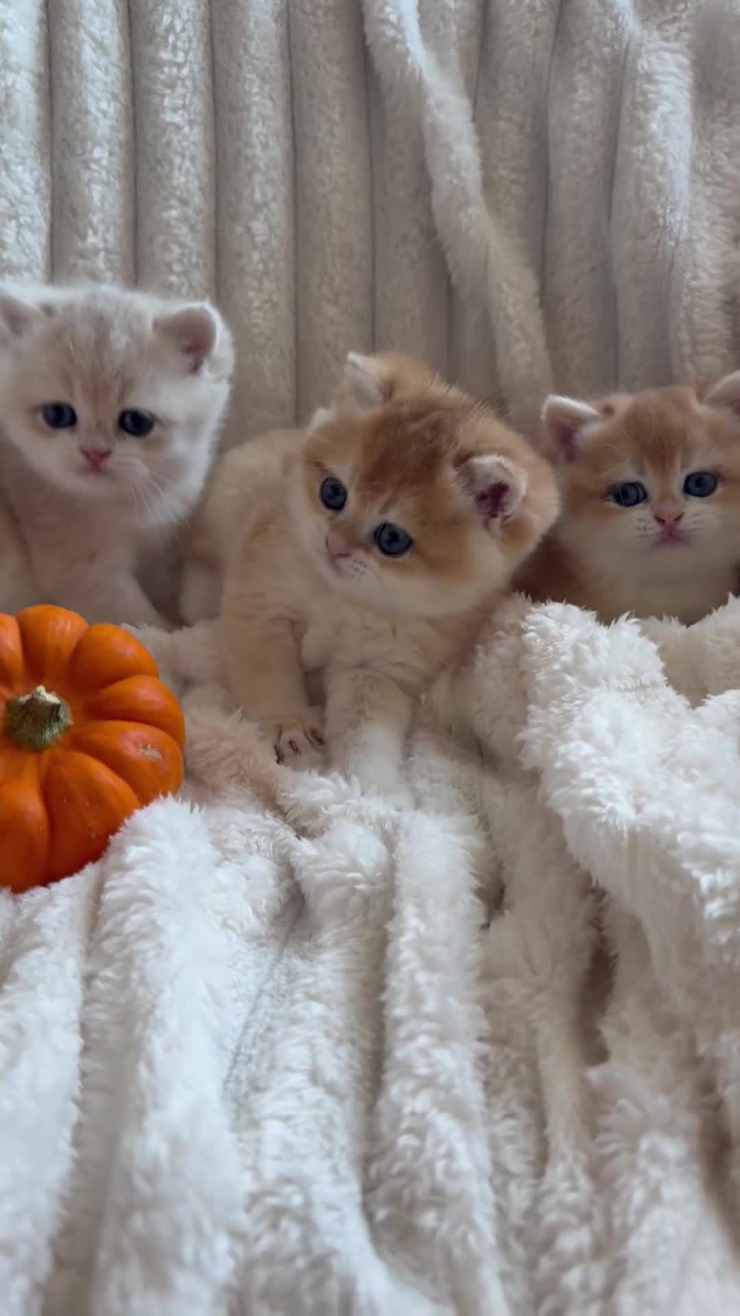 British Shorthair cats for sale: 🧡Exceptional golden British Shorthair🧡 - Video 1