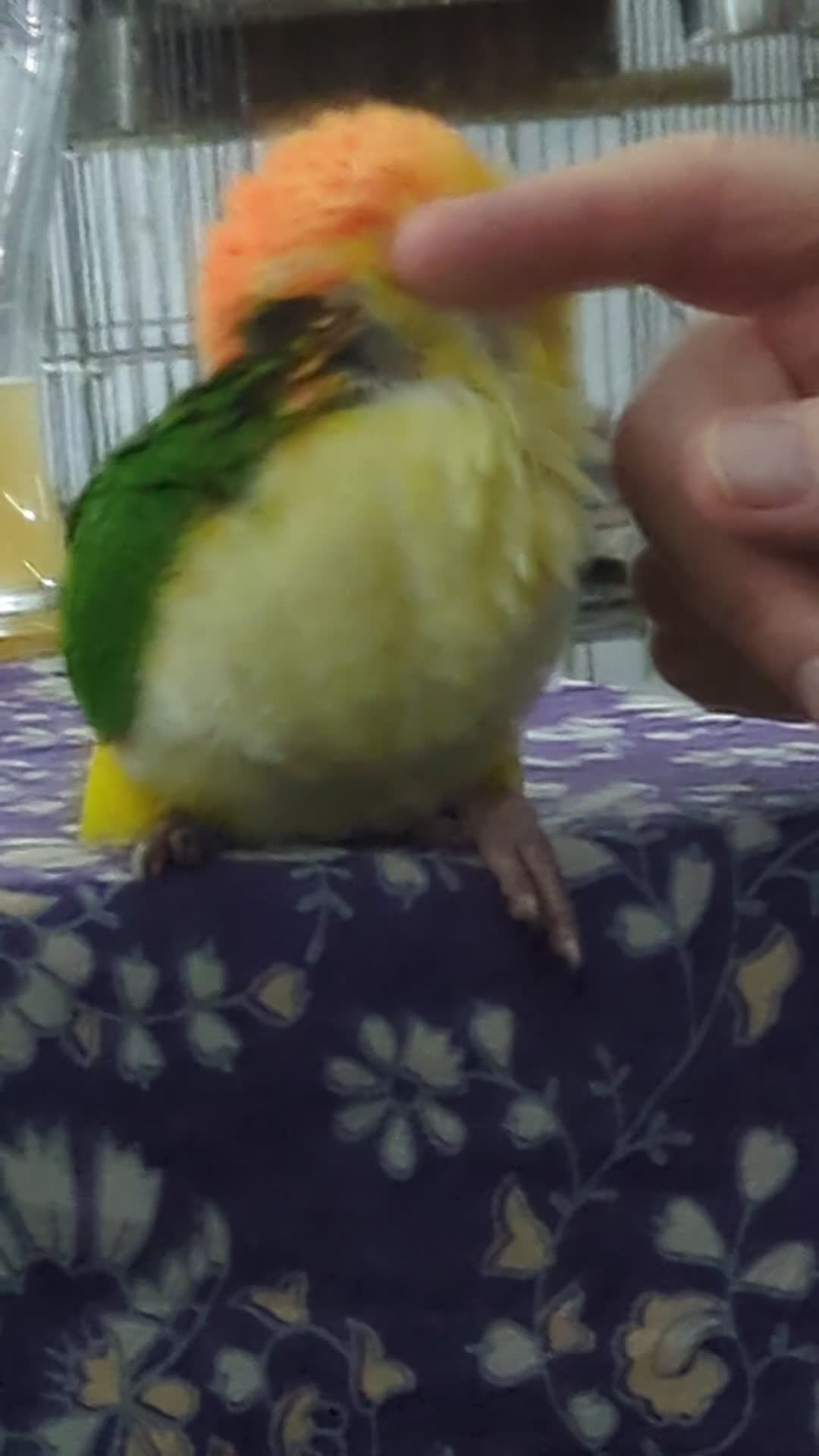 Parrots birds for sale: Yellow headed caiques baby girl very friendly - Video 3