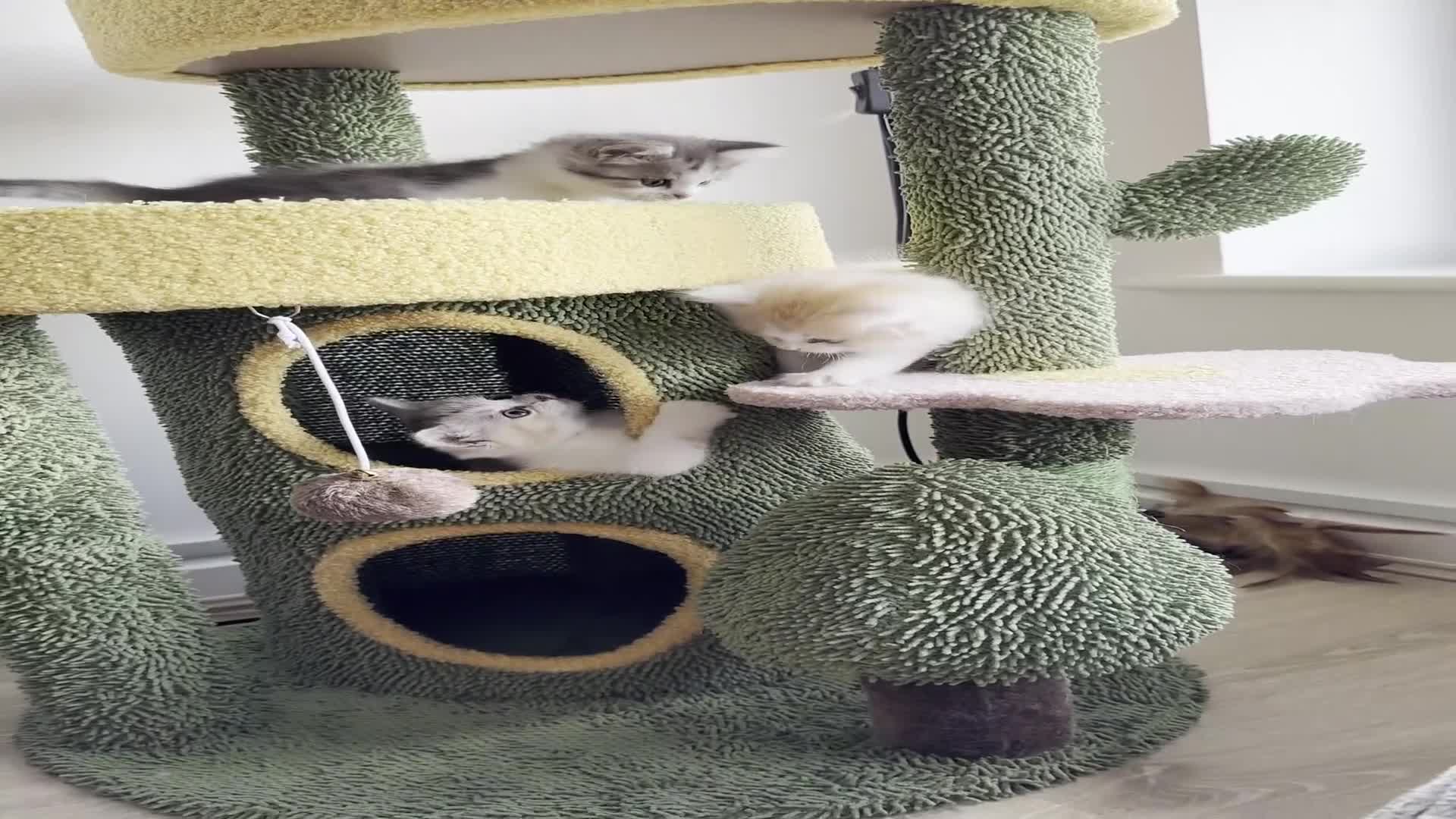 Munchkin cats for sale: ⭐️⭐️-3x TICA Munchkins - Super Short Legs-⭐️⭐️  - Video 3
