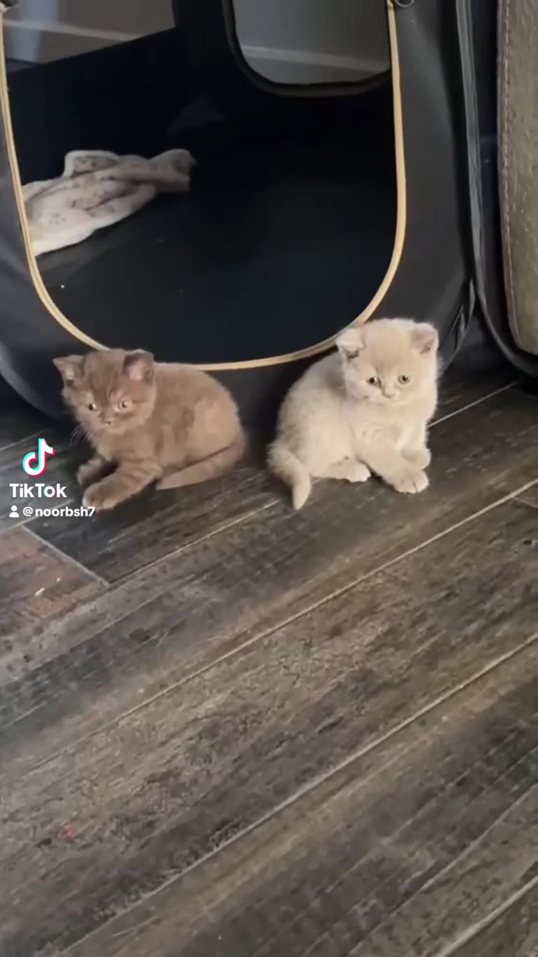 British Shorthair cats for sale: Beautiful GCCF Registered BH Kittens, Choc & Lilac - Video 2