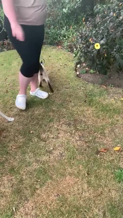 Siamese cats for sale: Siamese X Ragdoll Male kitten, Ready now.  - Video 1