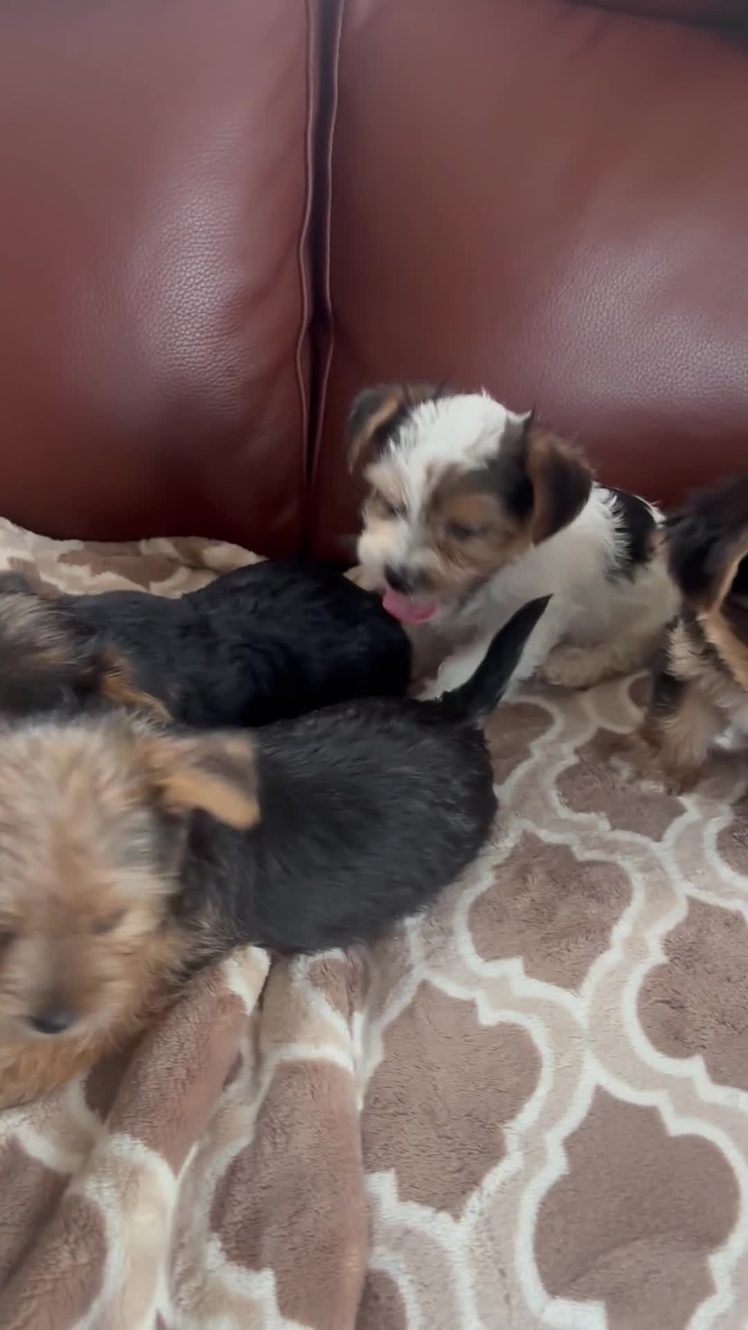 Mixed Breed dogs for sale: Yorkshire terrier/Jack Russell - Video 3