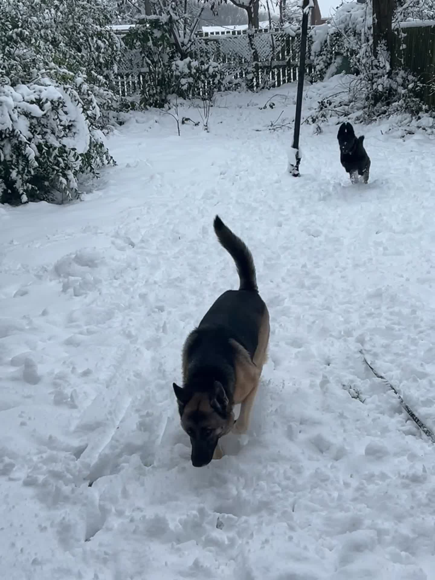 German Shepherd dogs for sale: 4 Year Old German Shepard Girl - Video 1