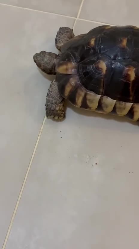 Tortoise reptiles for sale: Spur thighed tortoise  - Video 1