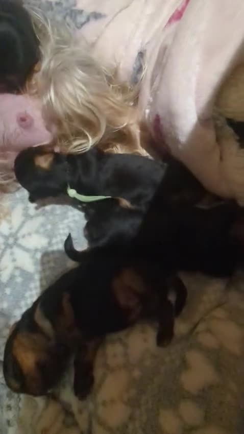 Yorkshire Terrier dogs for sale:  PETITE YORKSHIRE TERRIER GIRL – 5 MONTHS OLD  - Video 2