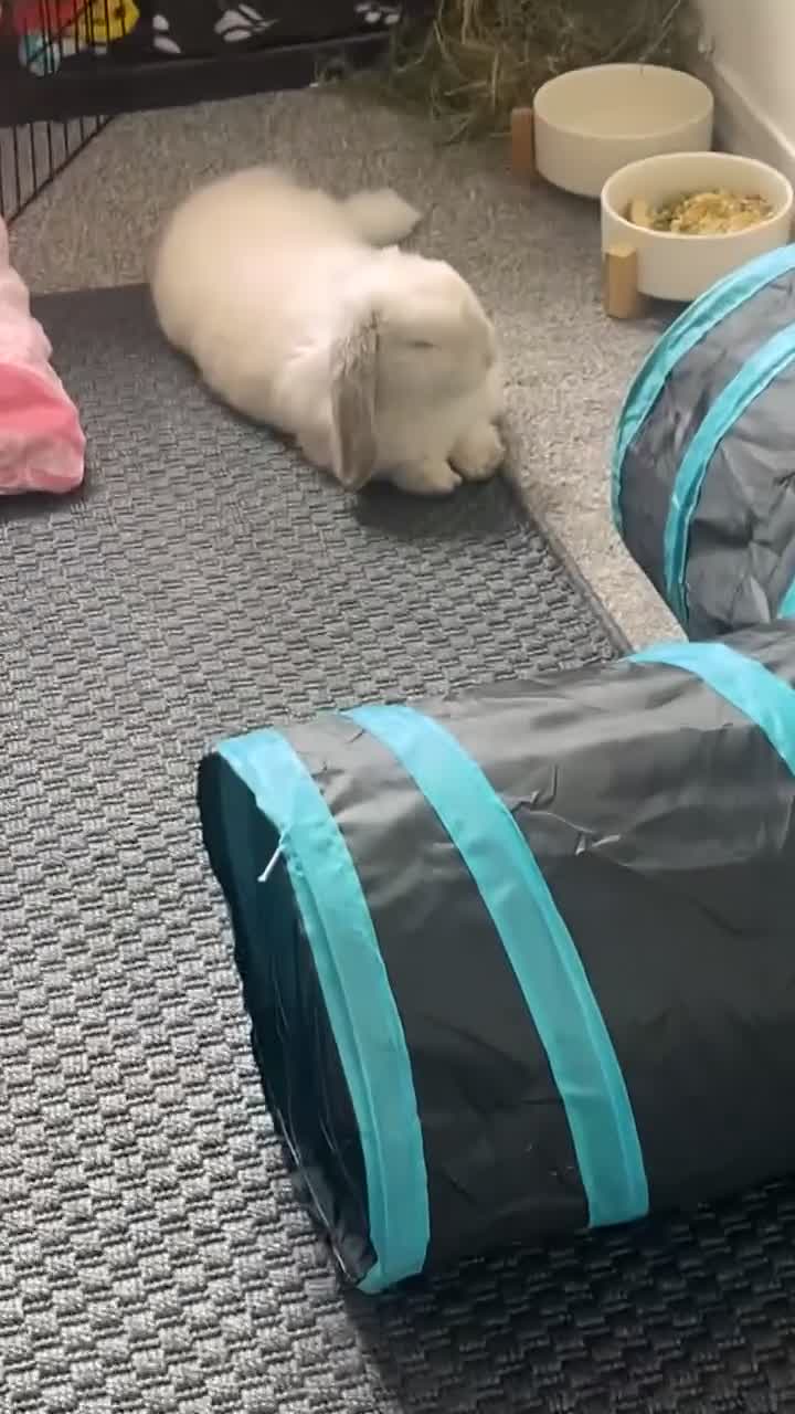 Mixed Breed rabbits for sale: Lulu 🤍 - Video 2