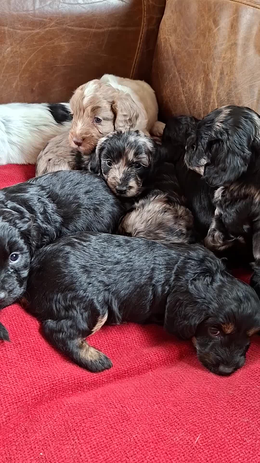 Cockapoo dogs for sale: F1 Cockapoo Pups  - Video 4