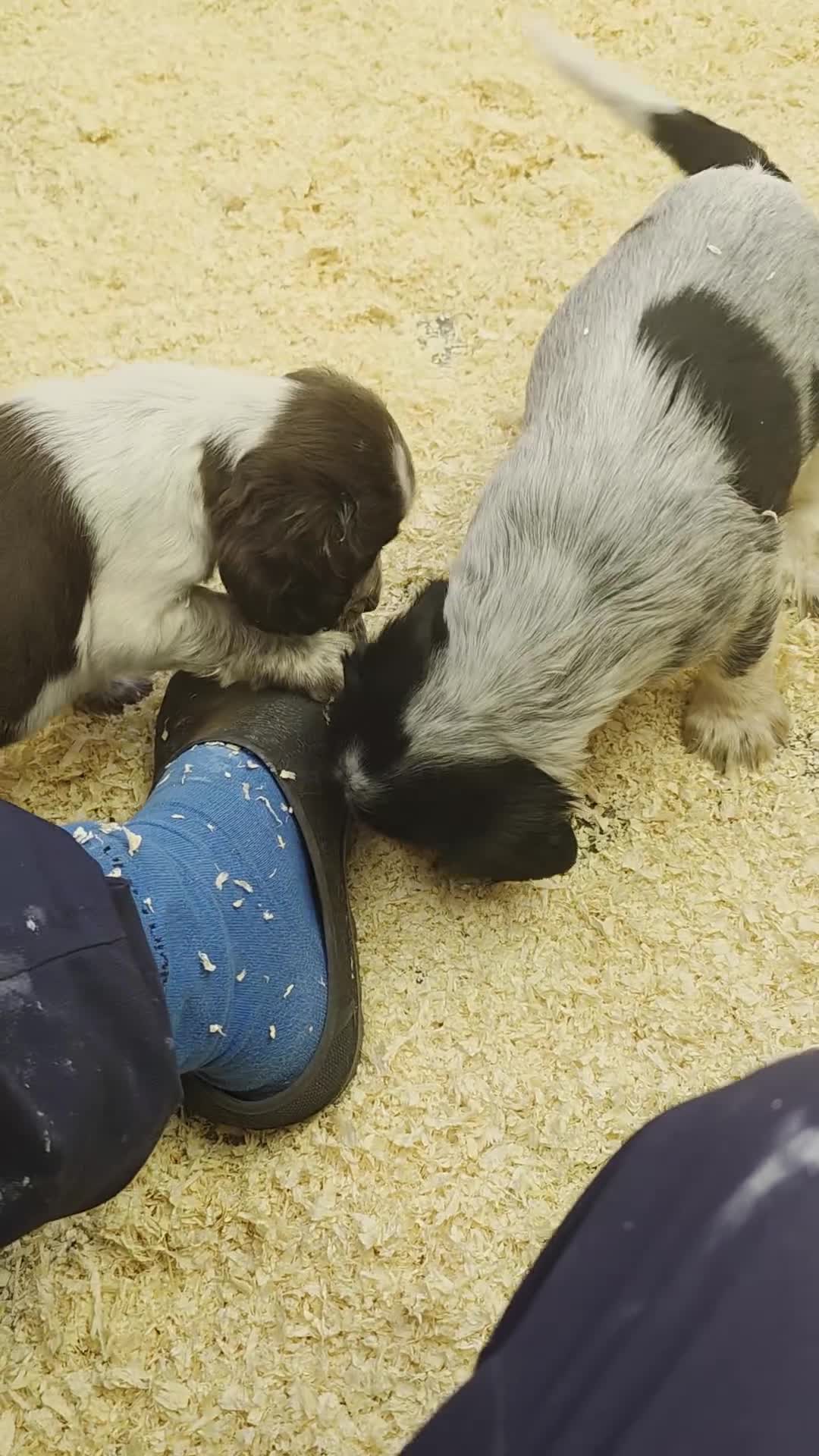 Cocker Spaniel dogs for sale: Kc registered mixed litter - Video 2