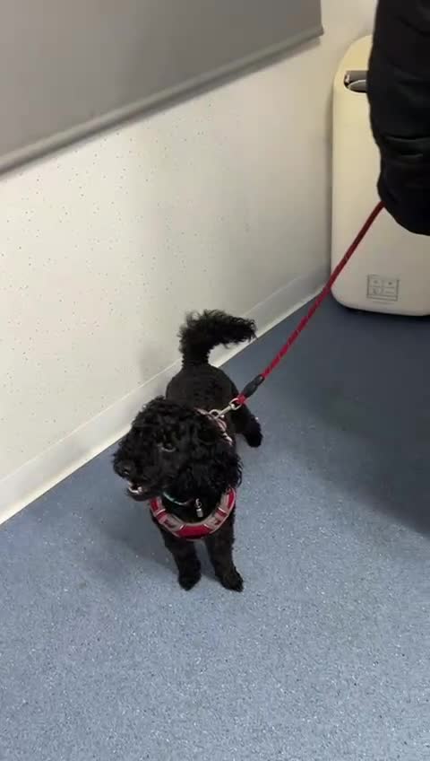 Mixed Breed dogs for stud: Jackapoo for stud - Video 1