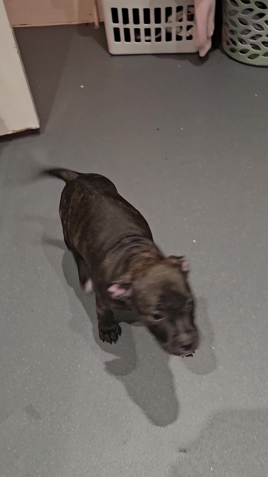 Mixed Breed dogs for sale: Female Staffordshire bull terrier puppy - Video 2