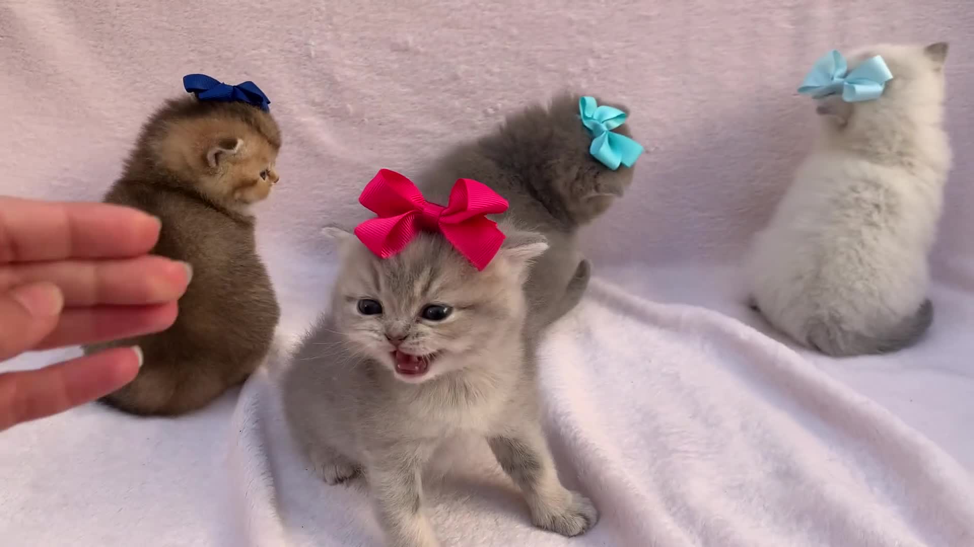 British Shorthair cats for sale: 💕Pedigree GCCF blue golden British shorthair - Video 1