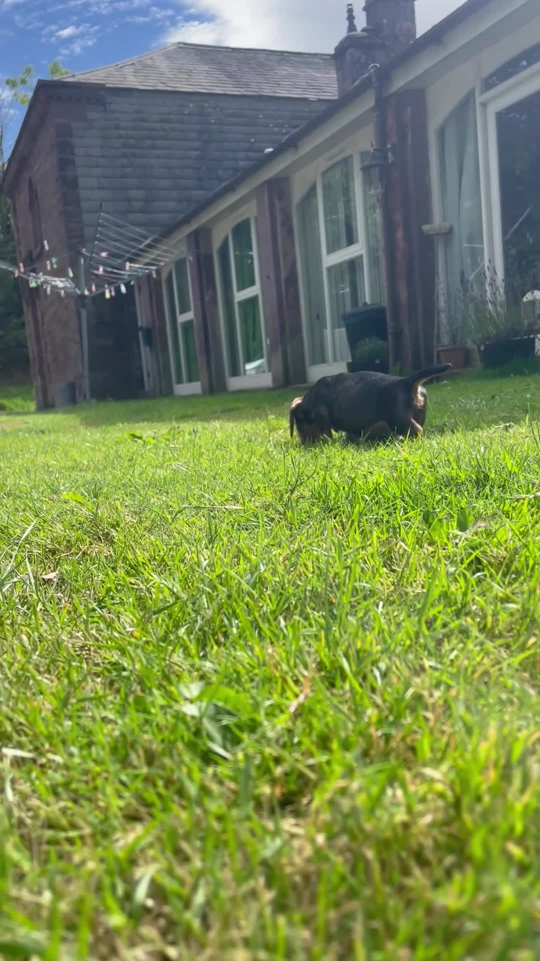 Dachshund dogs for sale: 3 beautiful boy wired haired sausages  - Video 1