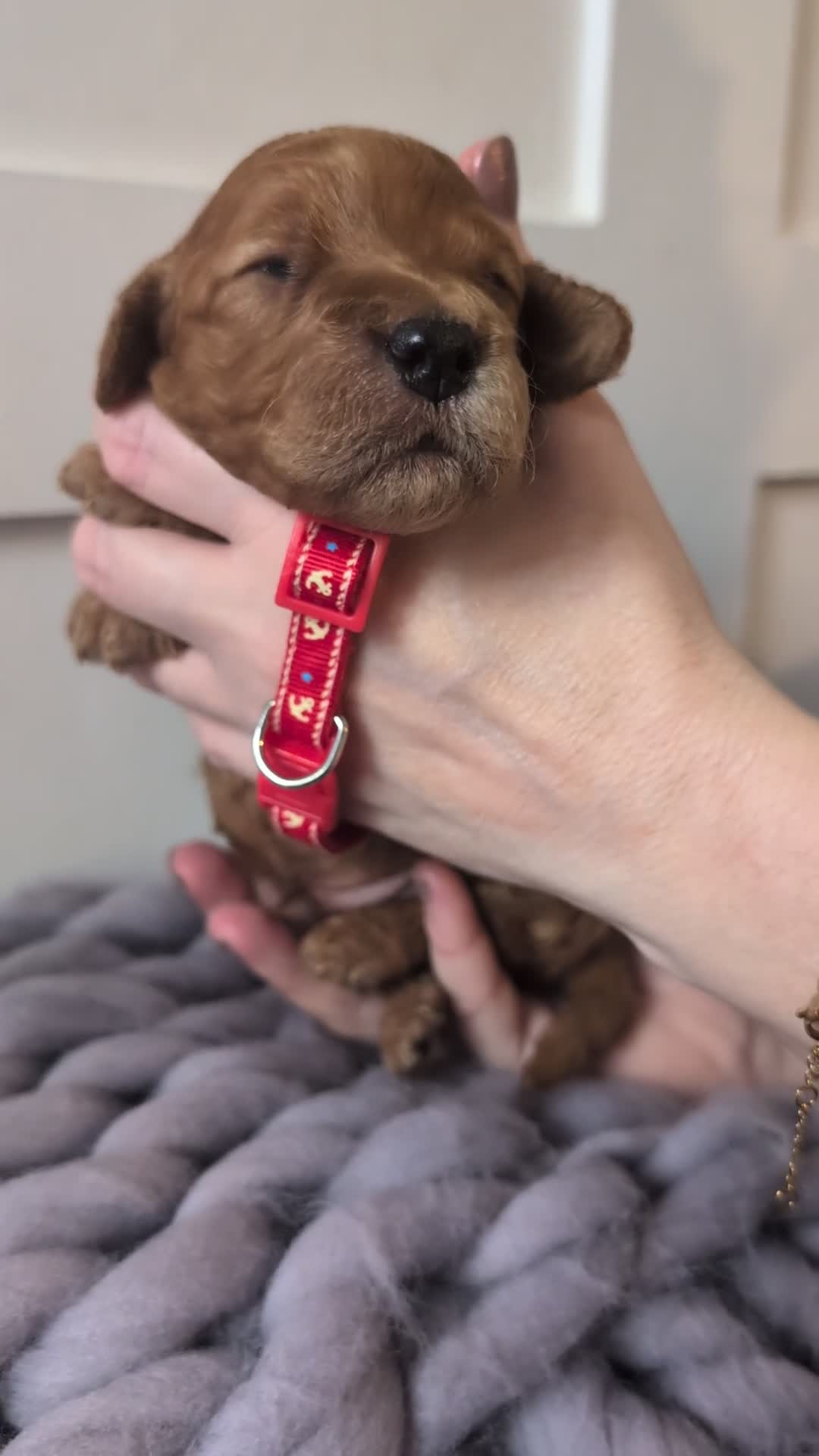 Cockapoo dogs for sale: Stunning F1 Show Toy Red Cockapoo puppies DNA ✔️ - Video 5