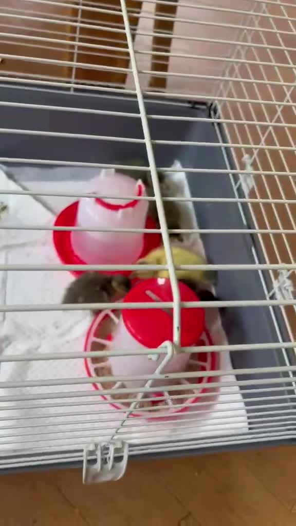 Ducks poultry for sale: 3x unsexed Harlequin x Runner  - Video 1