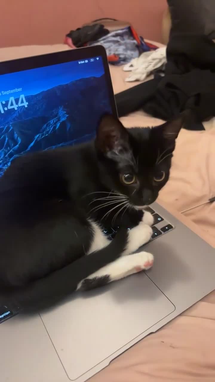 Domestic Shorthair cats for sale: Super affectionate male and female siblings  - Video 1