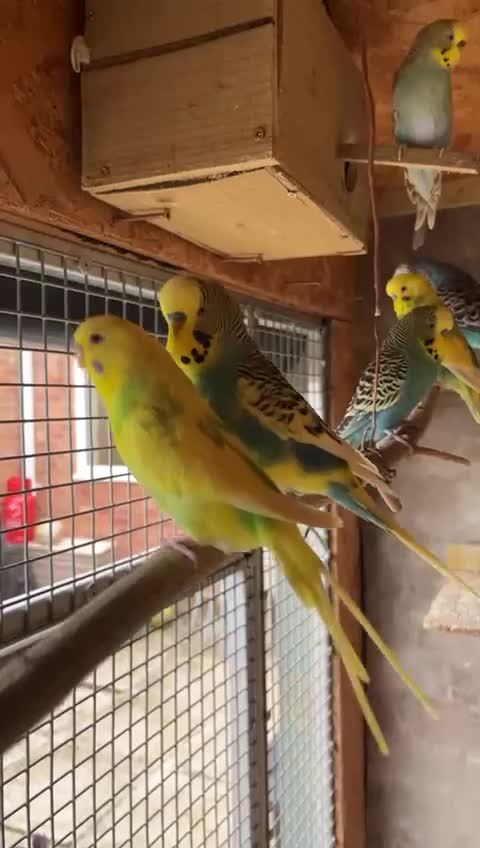 Budgerigars birds for sale: Budgerigars PROVEN BREEDING PAIR  - Video 2