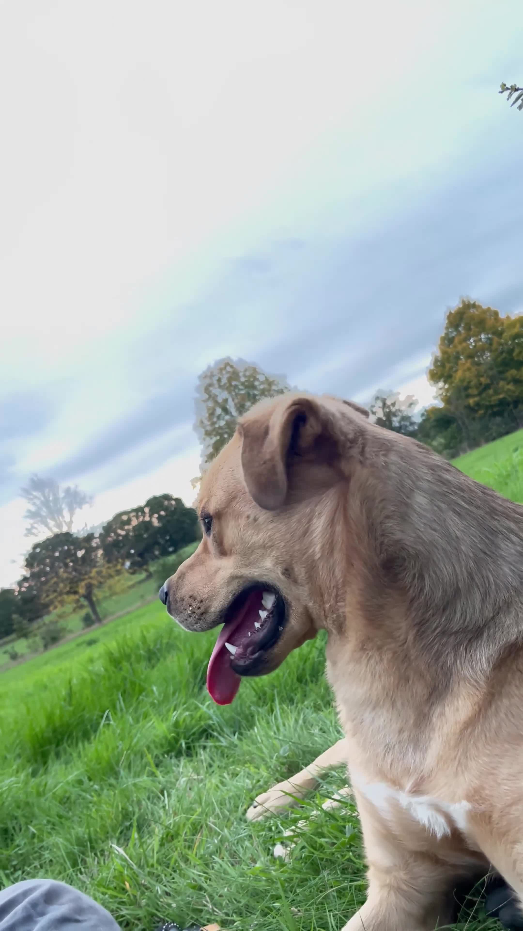 Mixed Breed dogs for sale: Max 11 month - Male  - Video 3