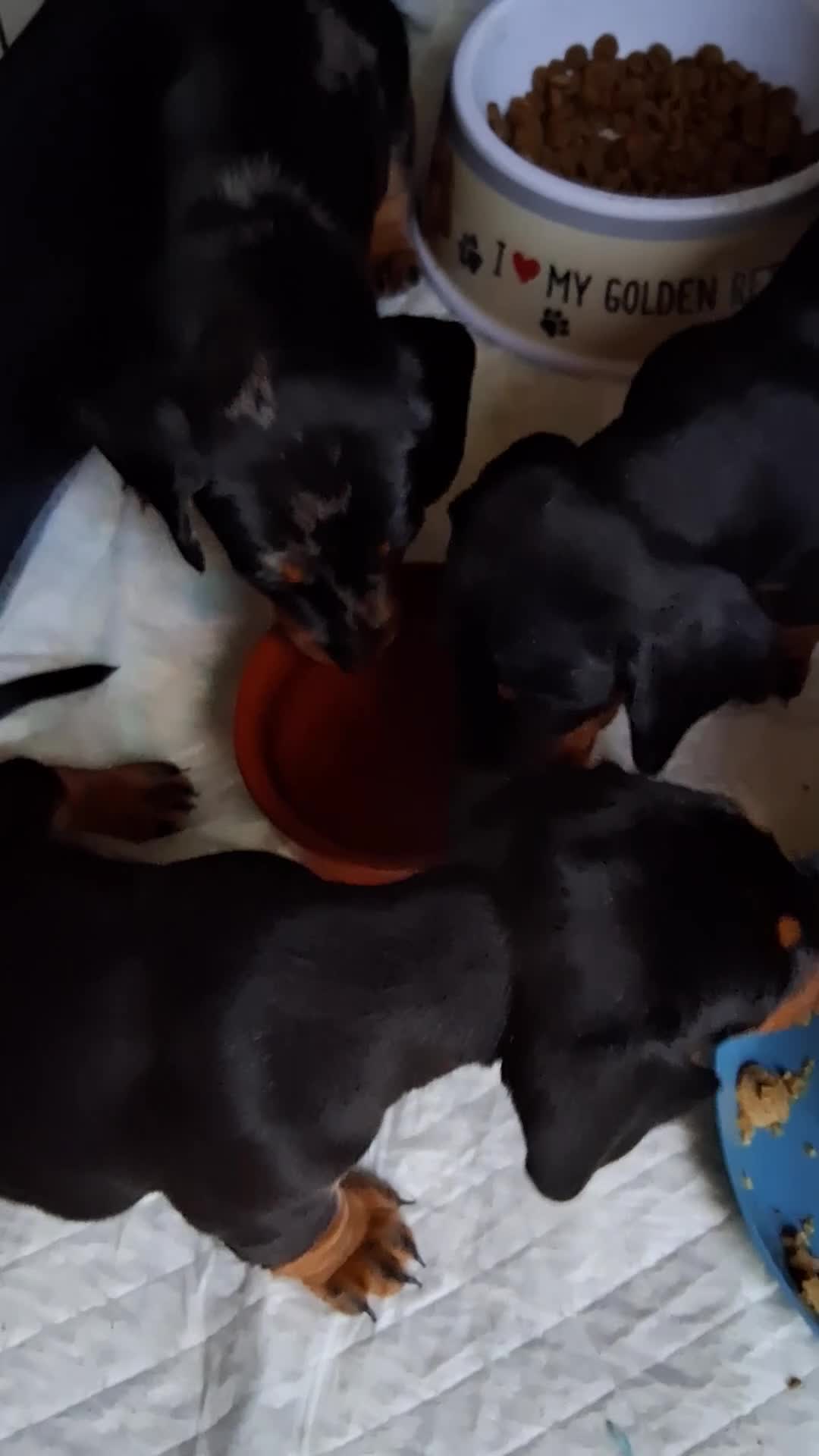 Miniature Dachshund dogs for sale: KC REG. PRA CLEAR - Video 1